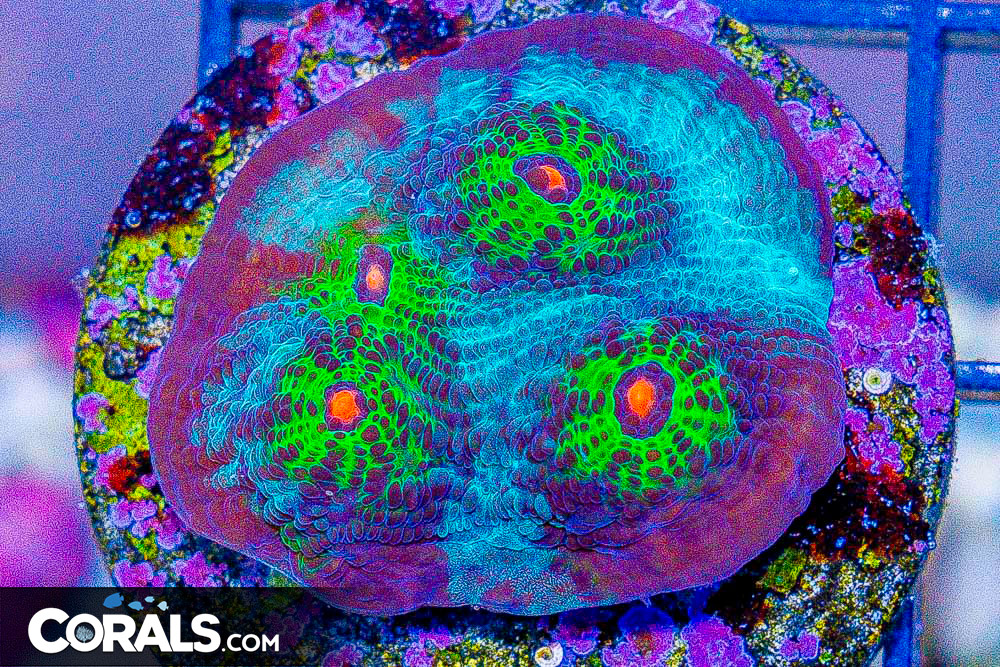 **CRAZY Rainbow Lord Frags! All New Frags & Frag Packs Update!** New ...
