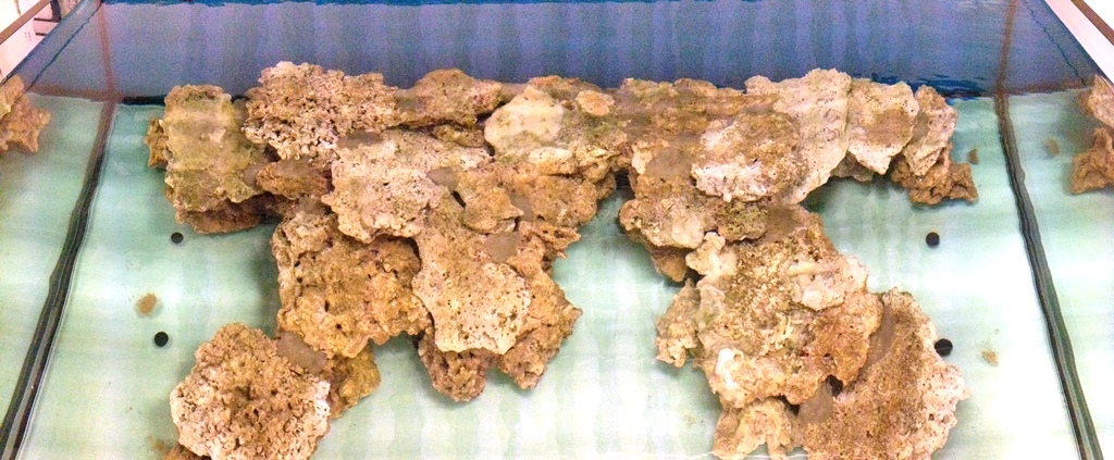 22 - pianta rocciata.JPG