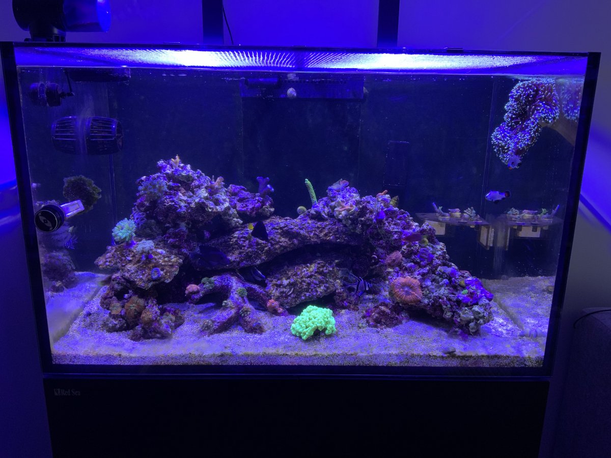 Build Thread - [NEW BUILD] Red Sea Reefer XL300 | REEF2REEF 