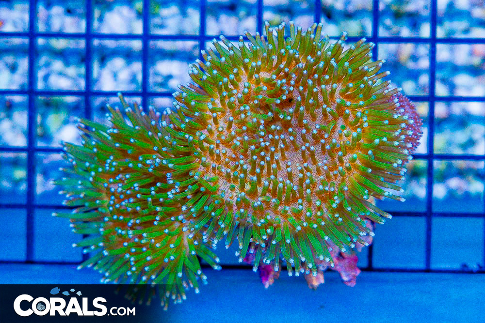 **FIRE NEW CORAL DROP** Colonies, Anemones, and Collector's Corals ...