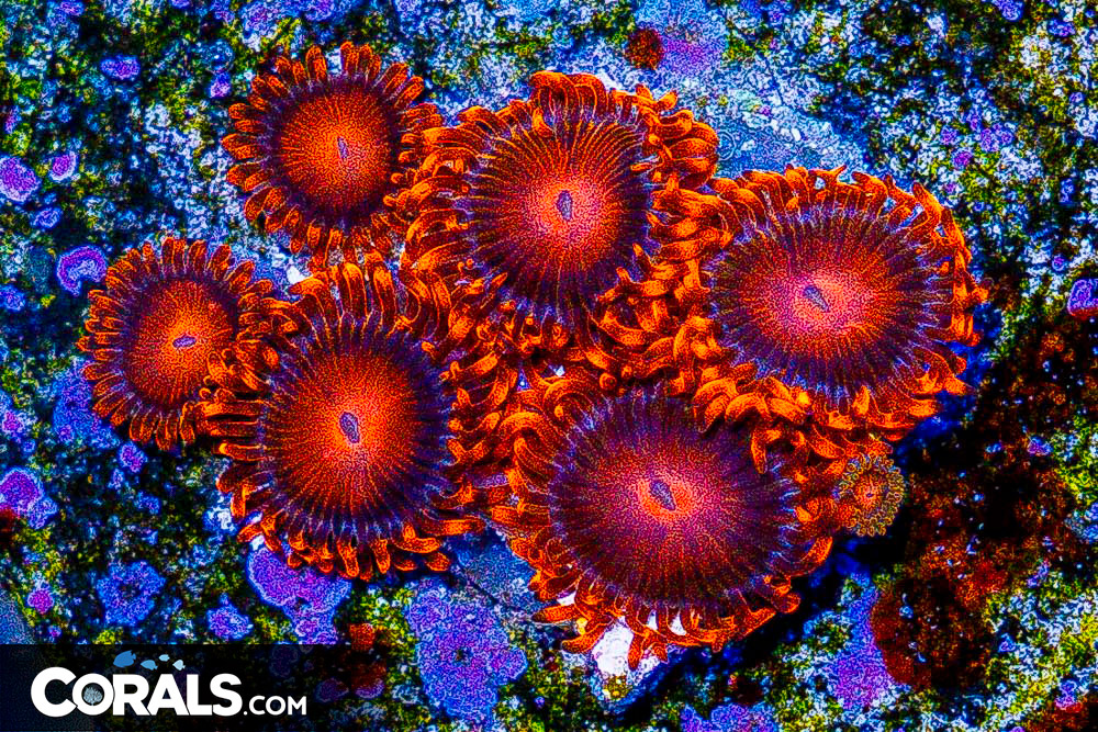 **CRAZY Rainbow Lord Frags! All New Frags & Frag Packs Update!** New ...