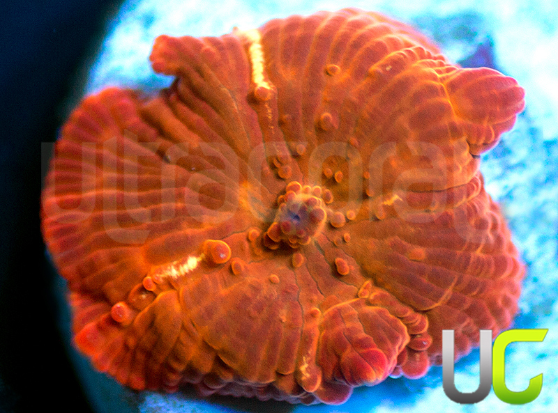 24-UC-Fanta-Mushroom.jpg