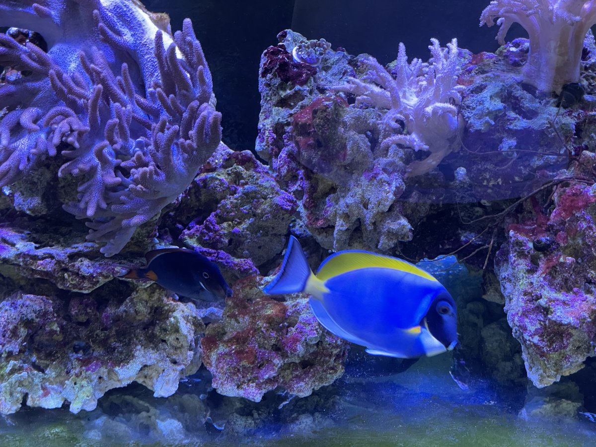 Tips on buying used livestock and equipment? | Page 2 | Reef2Reef