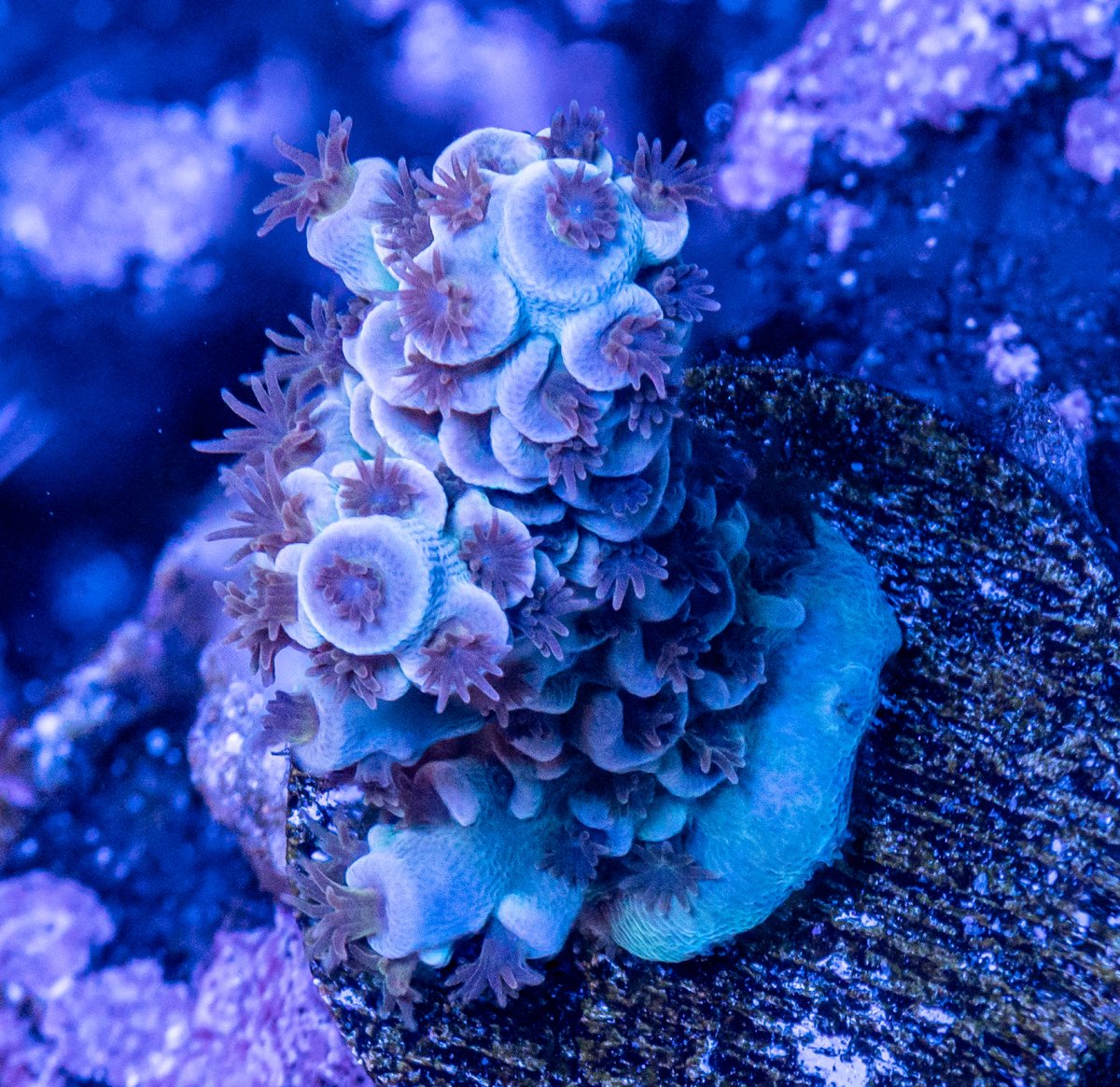 240225_Corals-10.jpg