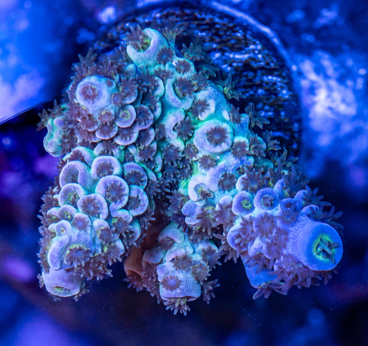 240225_Corals-11.jpg