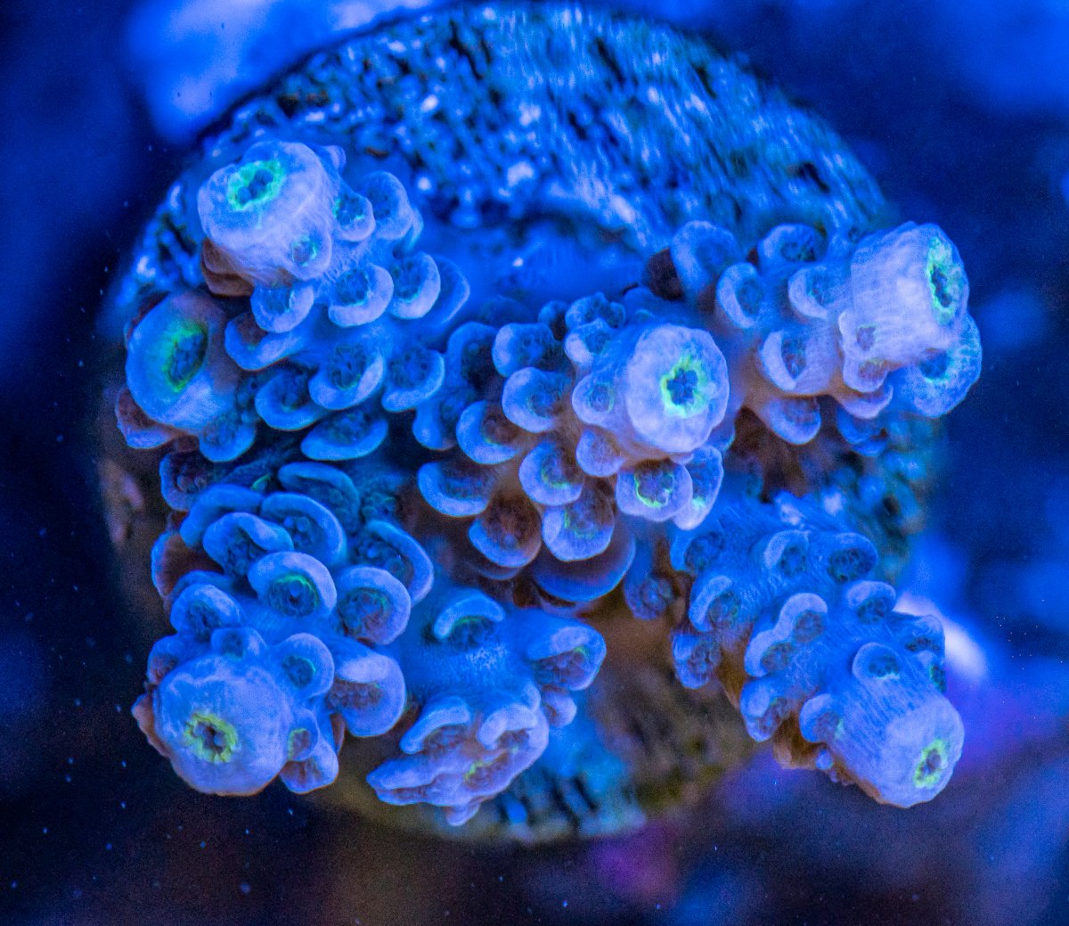 240225_Corals-3.jpg