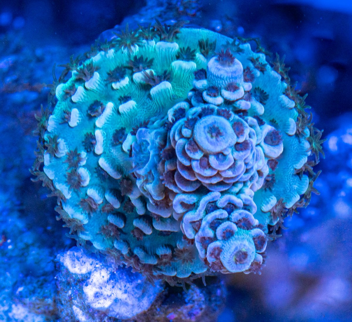 240225_Corals-4.jpg