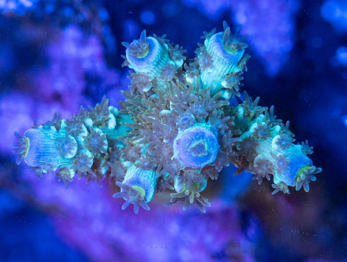 240225_Corals-7.jpg
