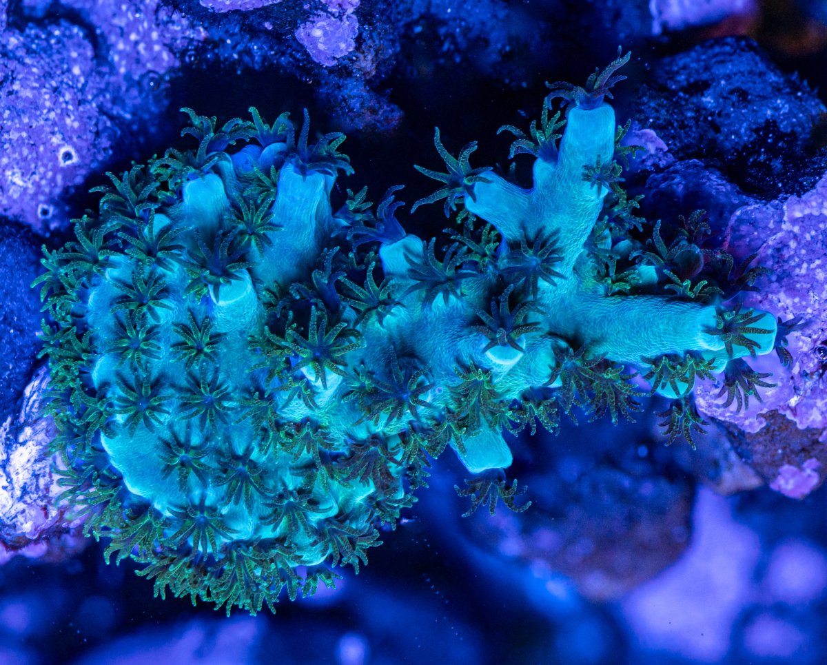 240225_Corals-9.jpg