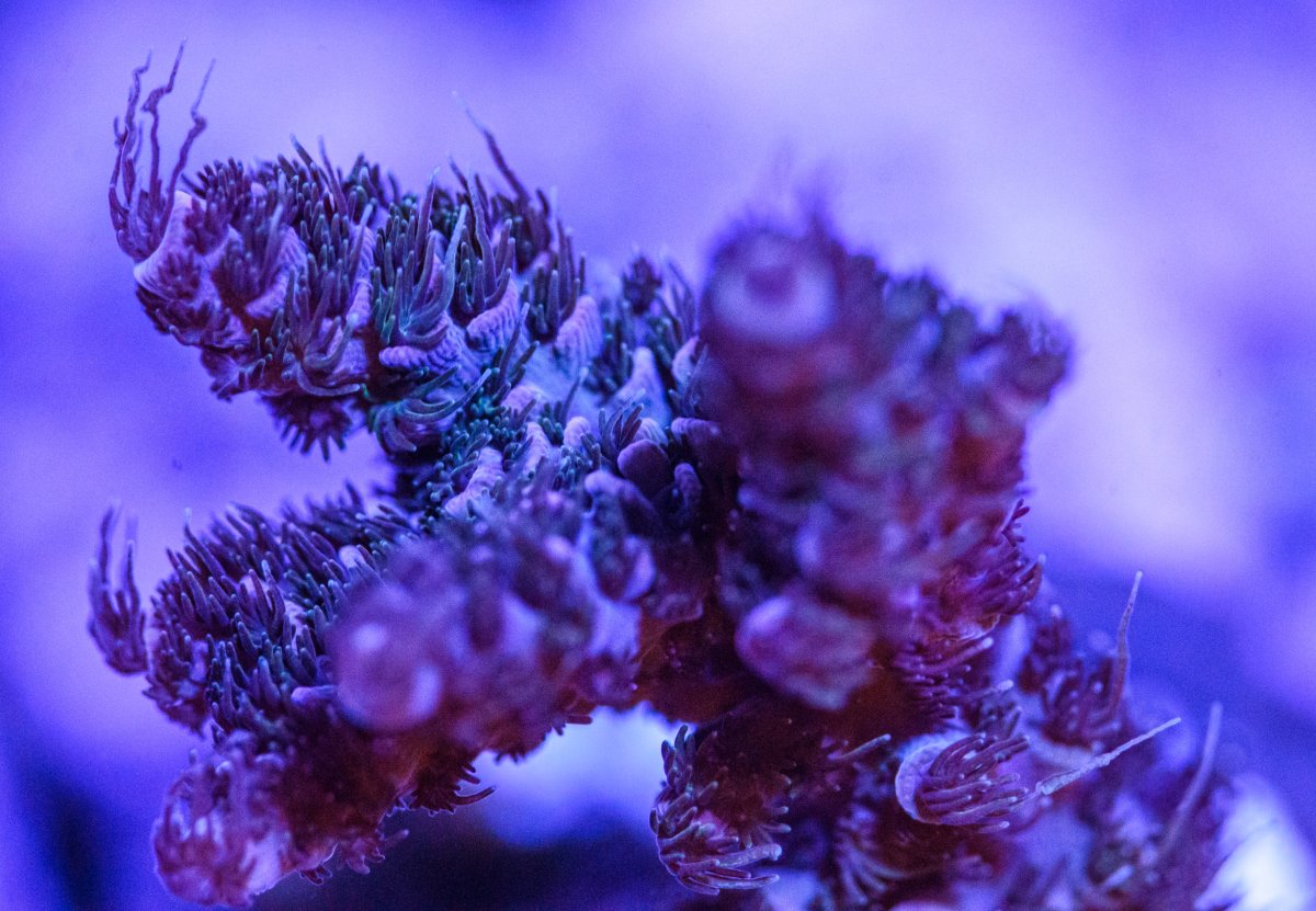 240318_Corals-2.jpg