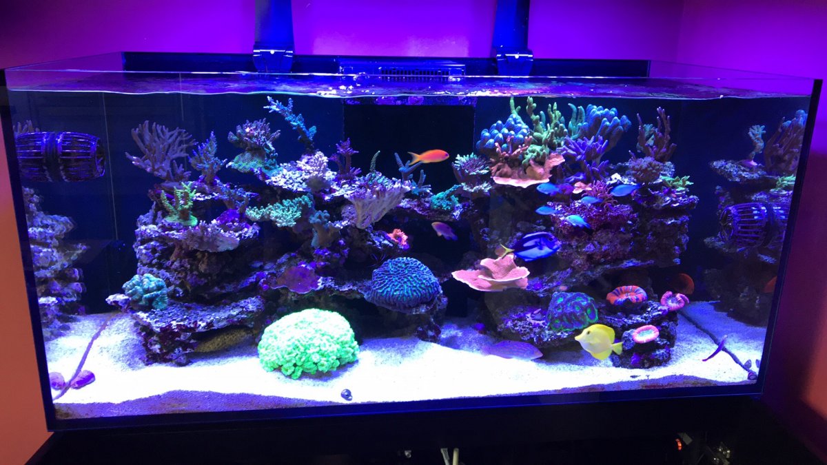 hjerne melodrama udvikling Build Thread - Tony's Red Sea Reefer 425XL Reef | REEF2REEF Saltwater and  Reef Aquarium Forum
