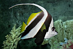240px-Pennant_coralfish_melb_aquarium_edit2.jpg