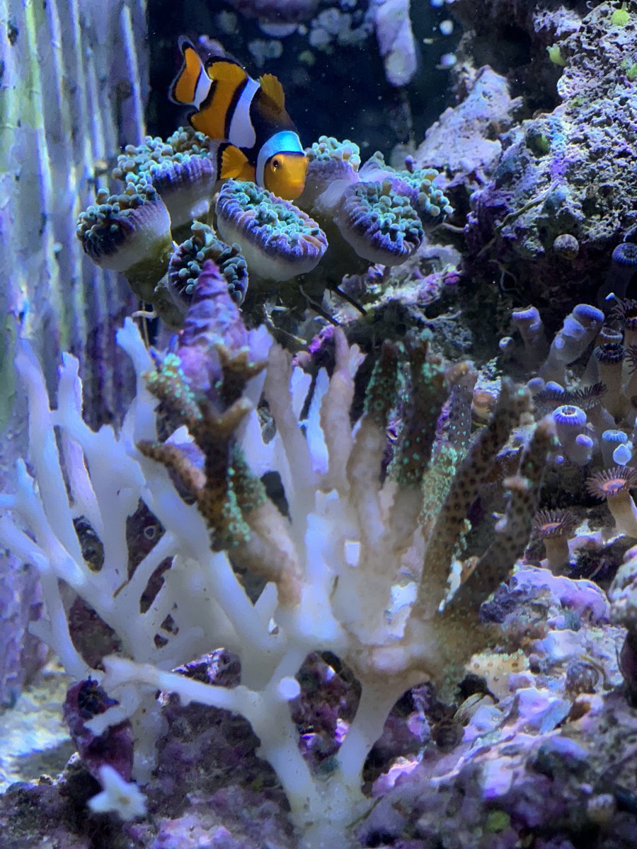Your Flippin Acro Isn T Bleached It S Receding Reef2reef Saltwater And Reef Aquarium Forum