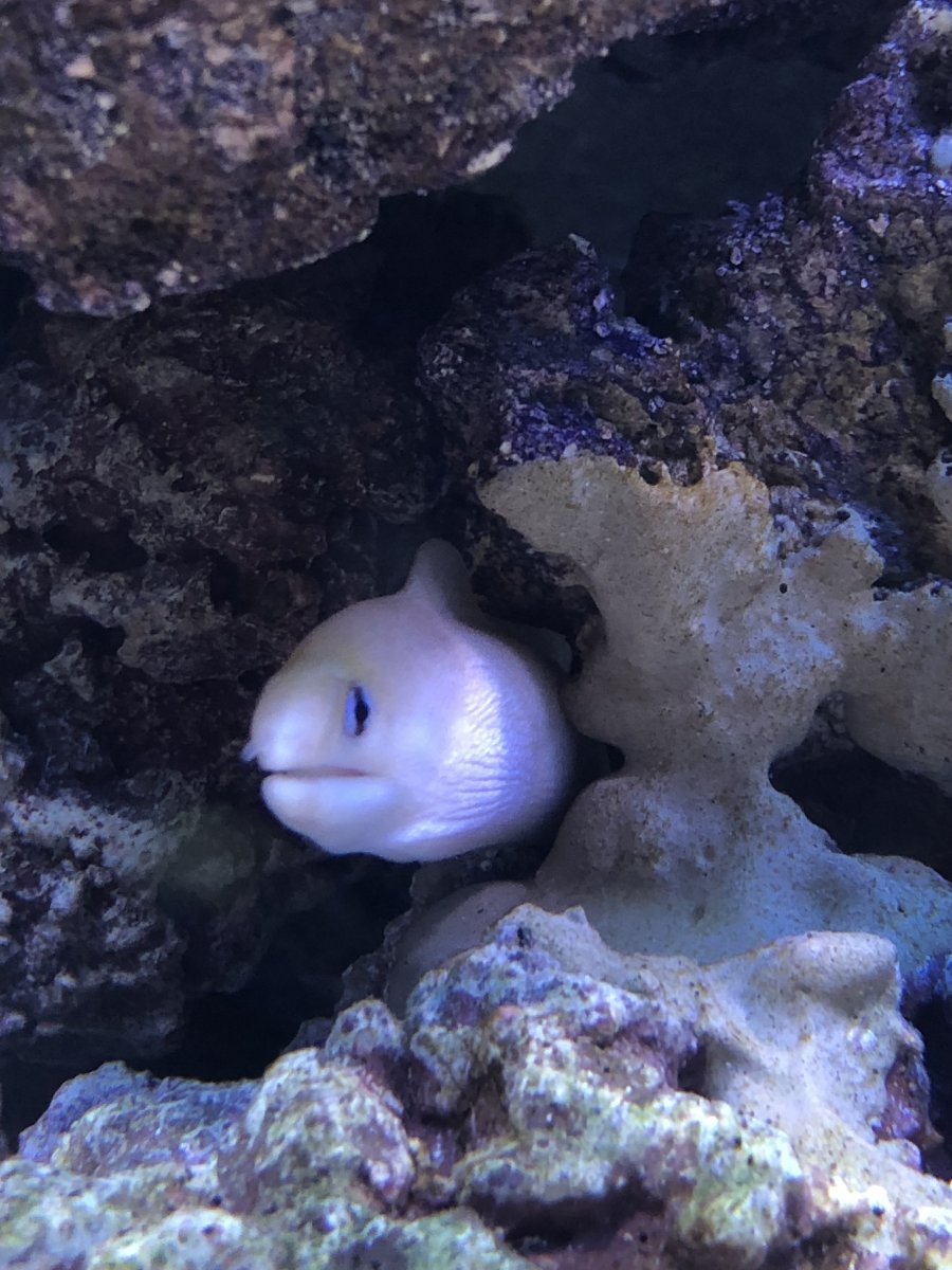 North Carolina - SOLD - Dwarf Golden Moray Eel | Reef2Reef