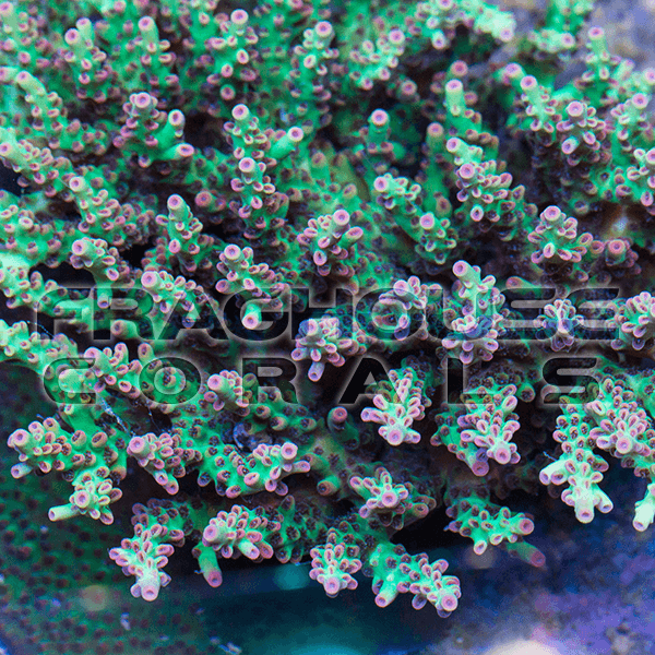 25 FHC Cherry Shortcake Acro coral reef LPS SPS ocean sea aquarium  fraghouse.png