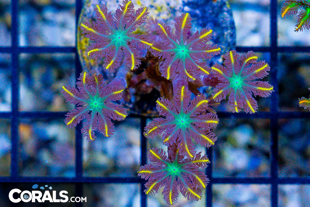 **CRAZY Rainbow Lord Frags! All New Frags & Frag Packs Update!** New ...