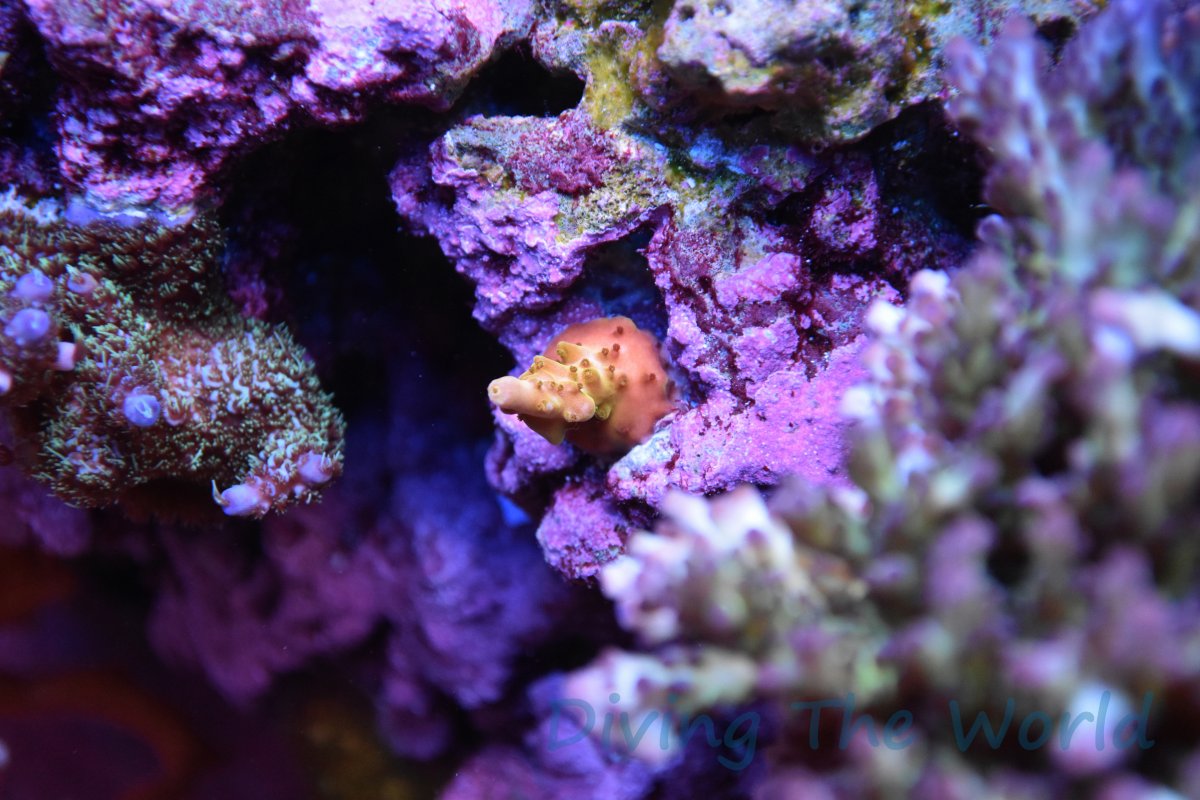 Build Thread - Diving The World's 80g Acro Wonderland! | Page 27 ...