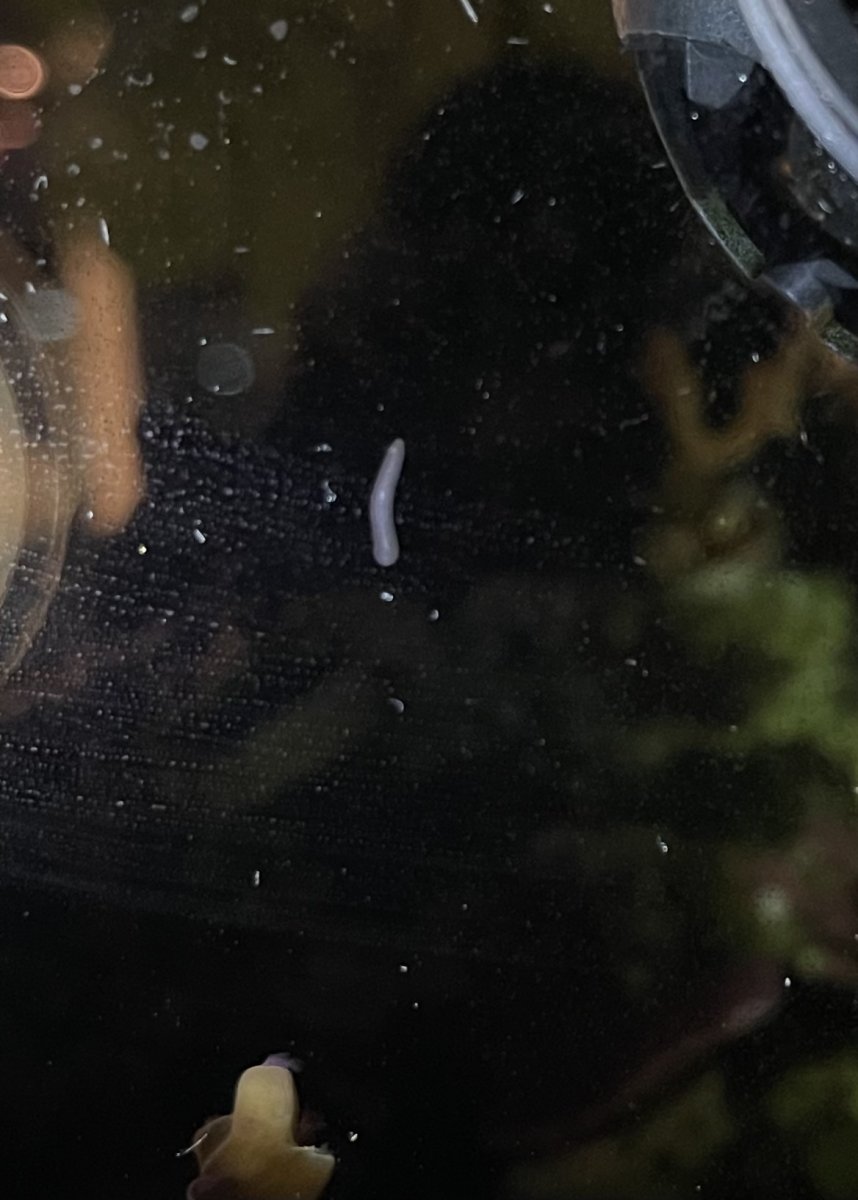 Little white worms in fish tank hotsell