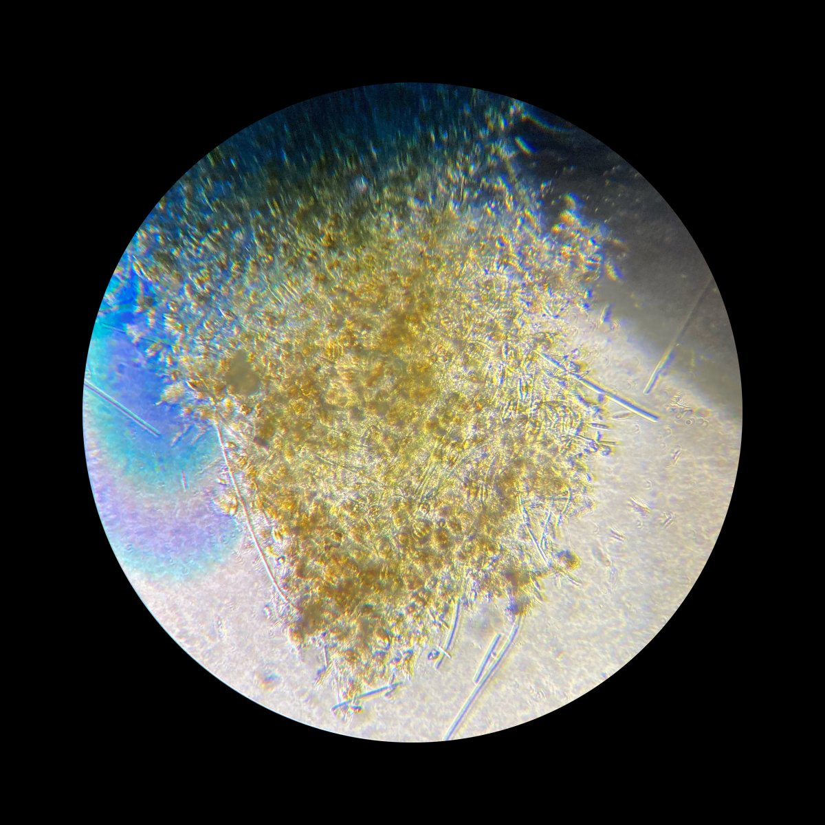 26-I-22-microscopy-IV.jpg