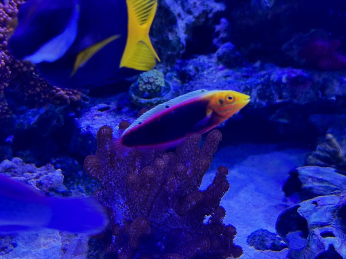 Build Thread - The 5 foot build… It’s happening!! | Page 18 | Reef2Reef