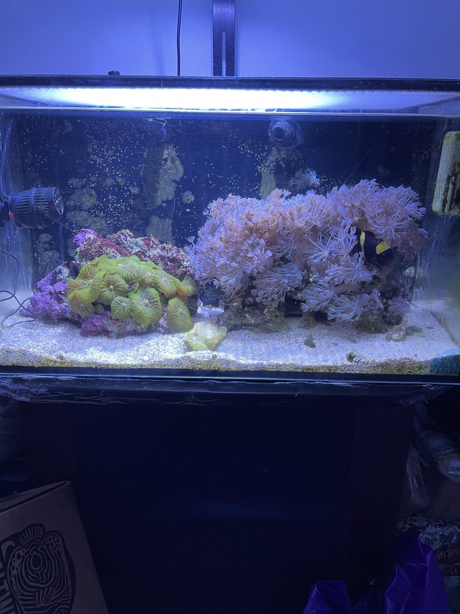 Question about upgrading tanks | Reef2Reef