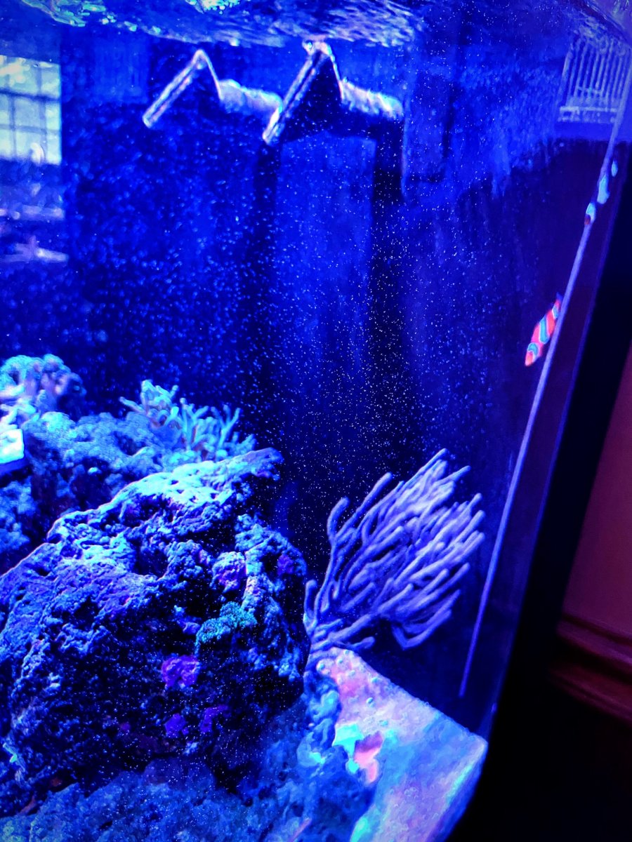 White specks on glass, like dust collecting Reef2Reef