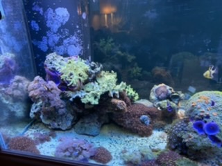A little inspiration and a reminder for all reefers | Reef2Reef