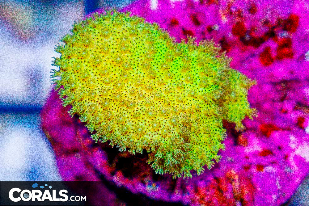 **CRAZY Rainbow Lord Frags! All New Frags & Frag Packs Update!** New ...