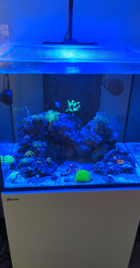 Red Sea Reefer 170 Single Ai Prime 16HD. Lighting help