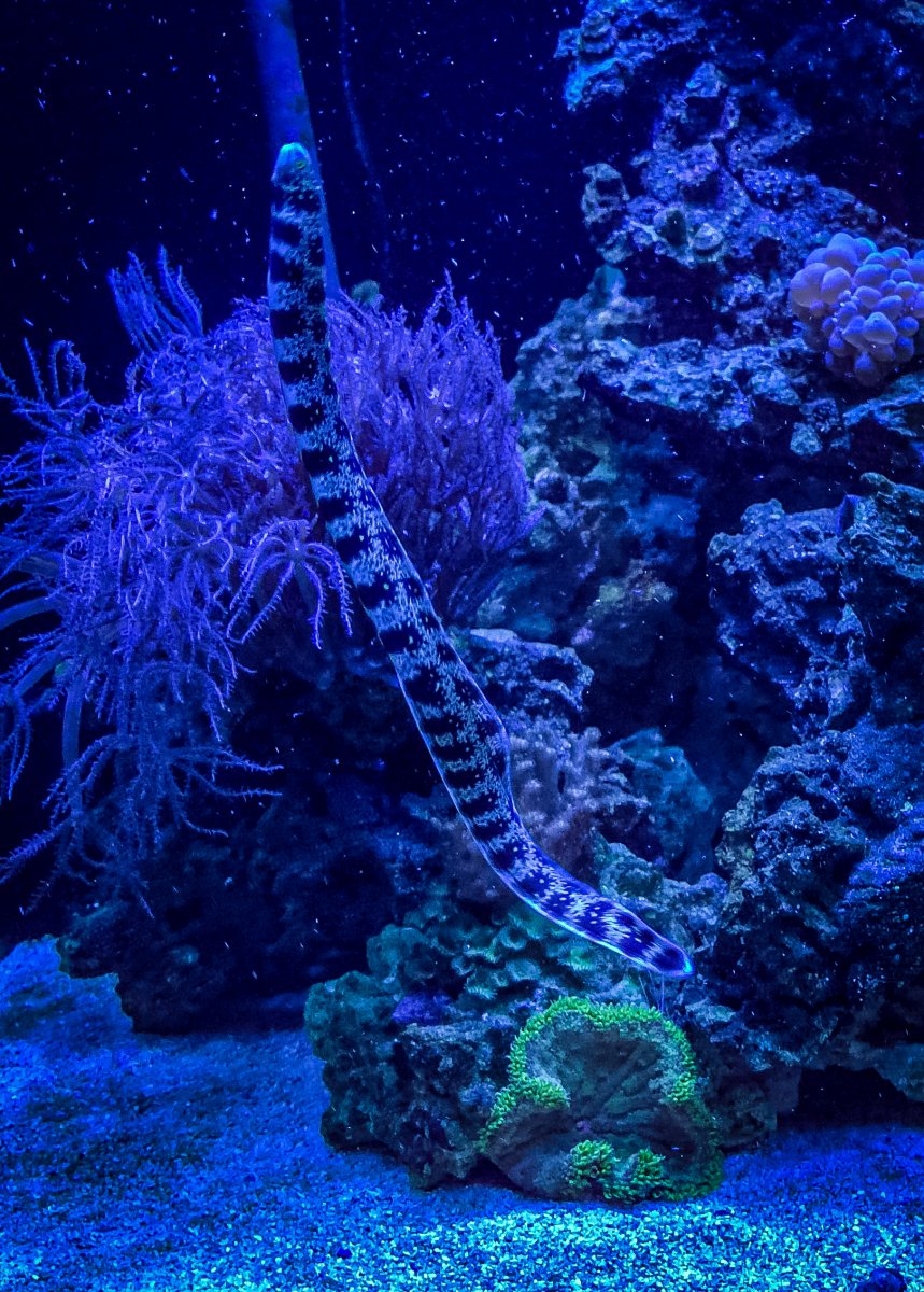 Snowflake Eel | Reef2Reef