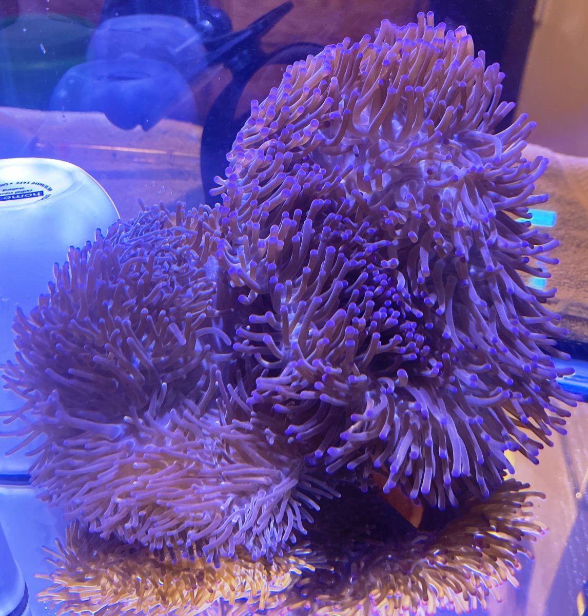What’s going on with my Riterri anemone | Reef2Reef