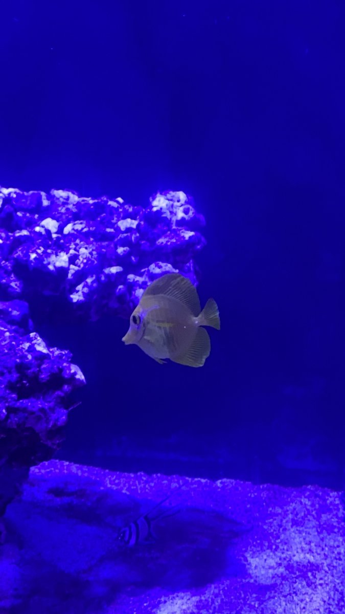 HLLE? | Reef2Reef