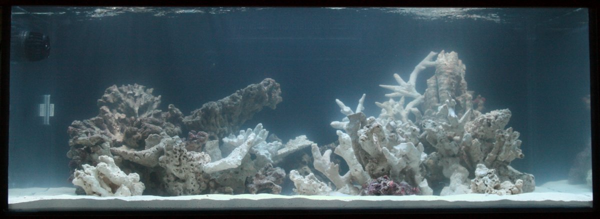 (28) Full Scape No Corals.JPG