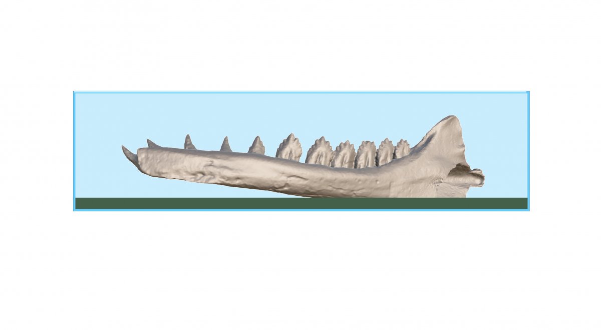 28-III-22-whale-mandible-I.jpg