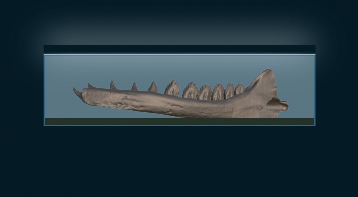 28-III-22-whale-mandible-II.jpg