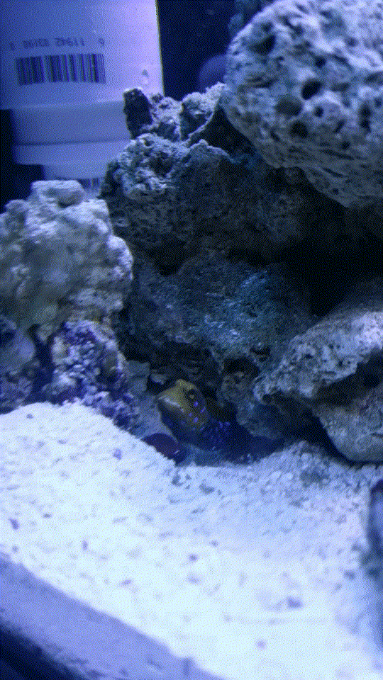 28702.gif