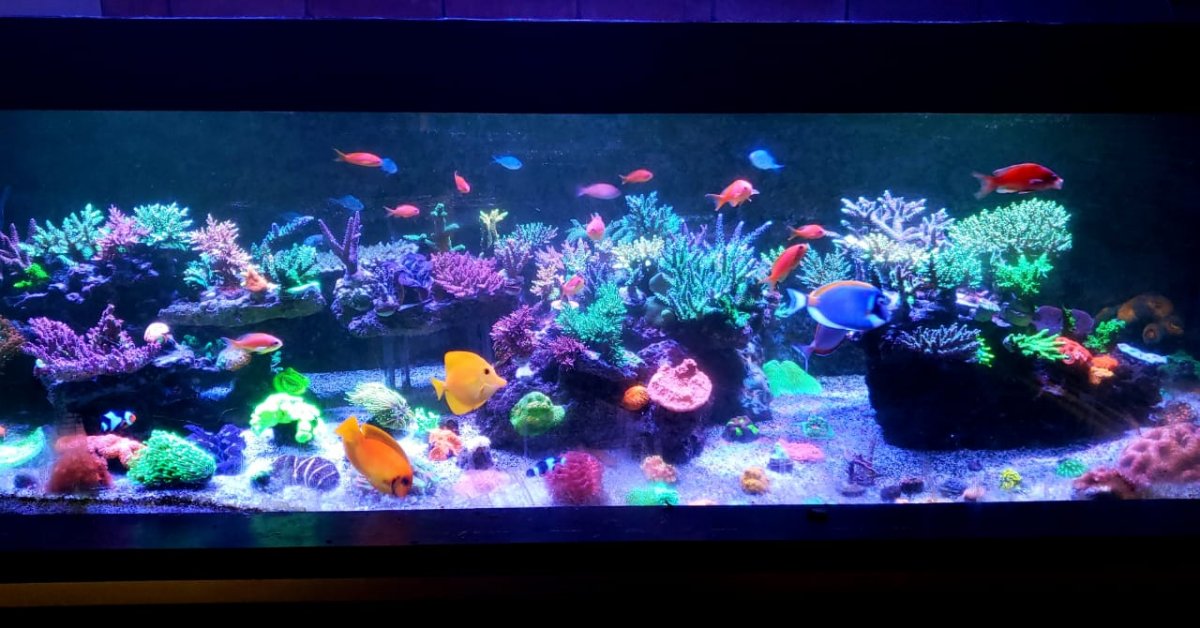250 gallon aquarium cheap
