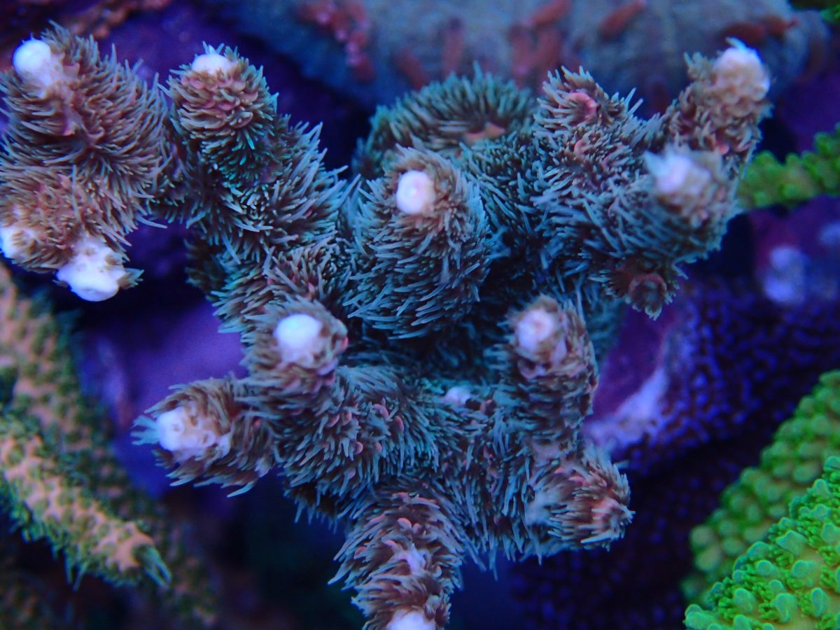 Build Thread - Alex's Mixed Reef from Singapore | REEF2REEF Saltwater ...