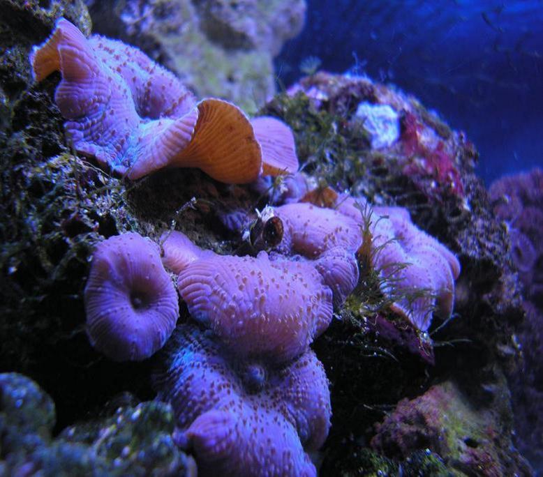 29 reef 013.jpg