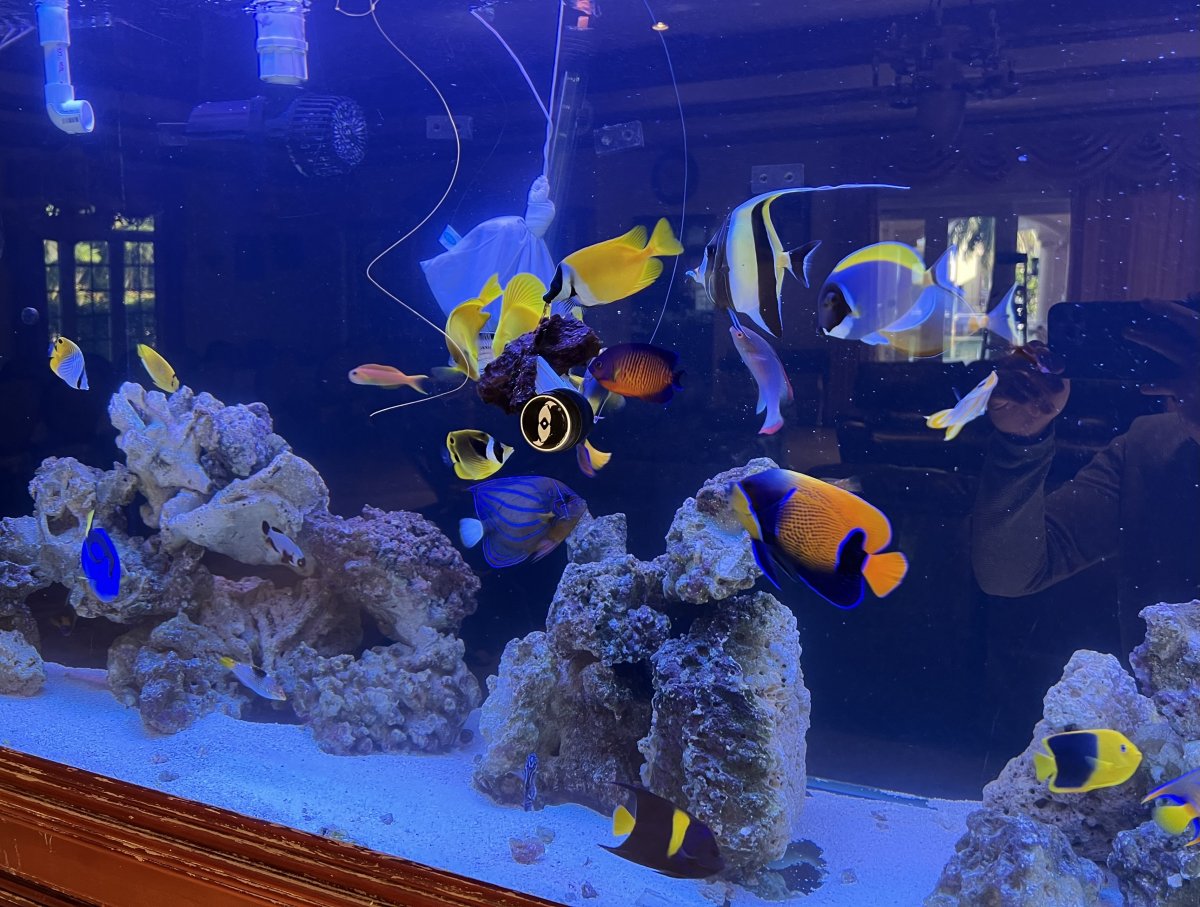 Will a trigger fish eat my moorish idol’s streamer? | Reef2Reef