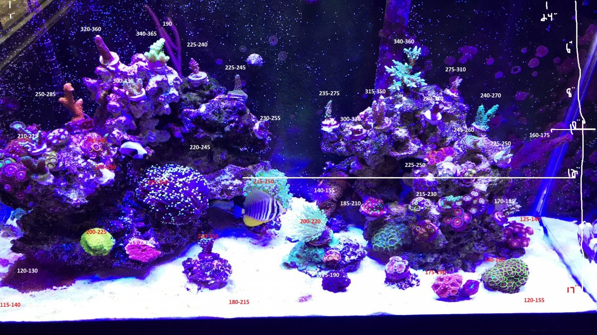 29g_reef_par.jpg