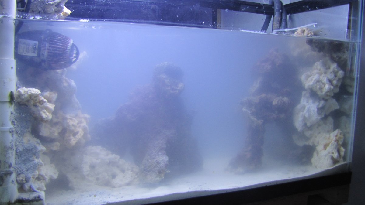 fishfarmer's 29 gallon - A history | REEF2REEF Saltwater and Reef ...