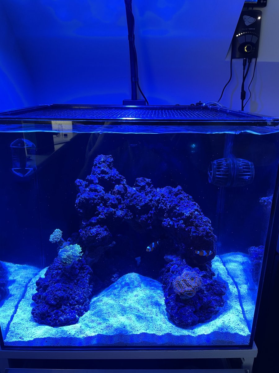 Loss of colour in corals | REEF2REEF Saltwater and Reef Aquarium Forum