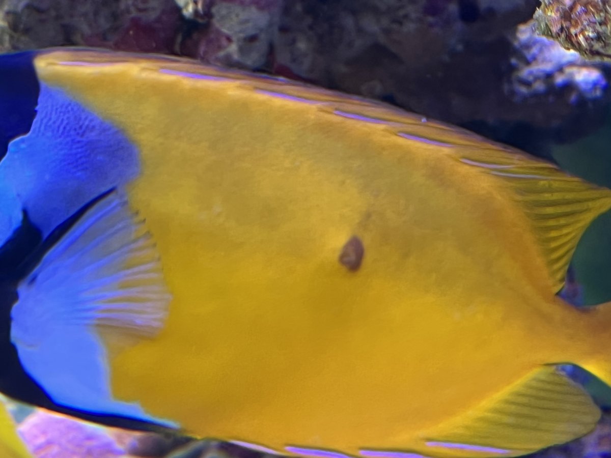 Foxface Spot developed | Reef2Reef