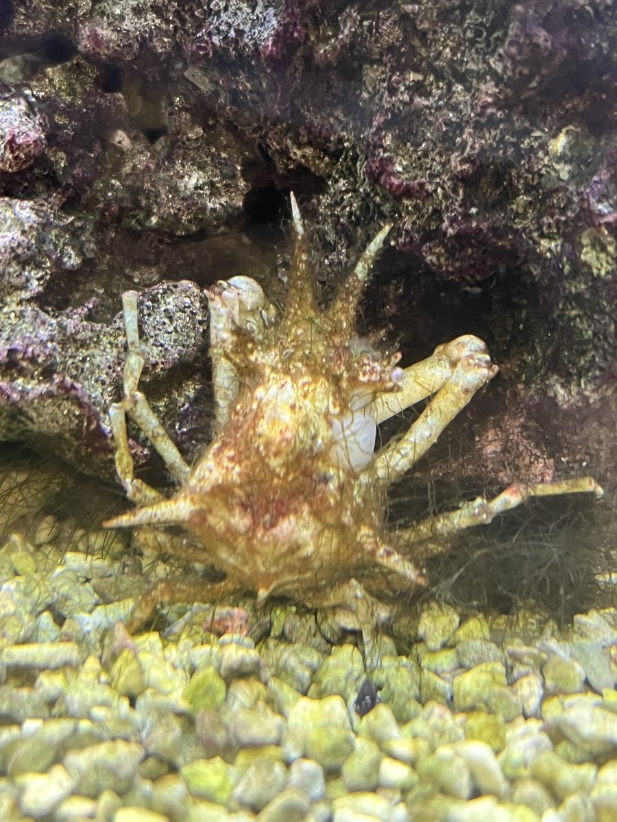What kind of crab is this?  REEF2REEF Saltwater and Reef Aquarium
