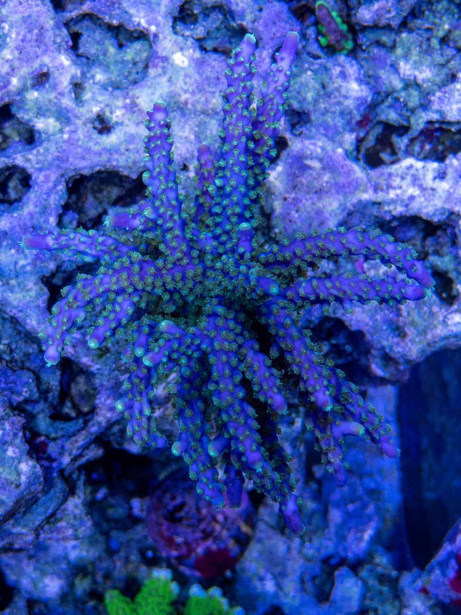 120 Gallon ORA Display at the FAU Harbor Branch Visitors Center | Page ...