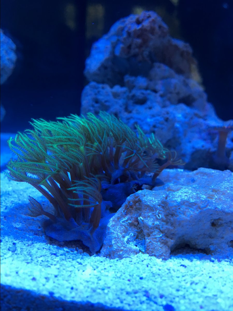 GSP or Pipe Organ?? | Reef2Reef