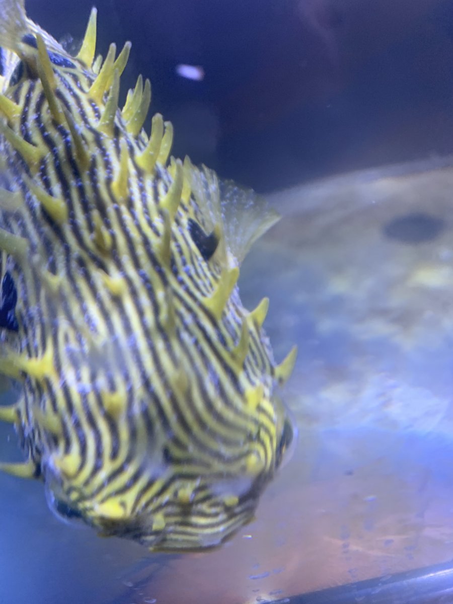 EMERGENCY - i have a spiny box puffer in qt looks infested and copper in  not working on him | Reef2Reef