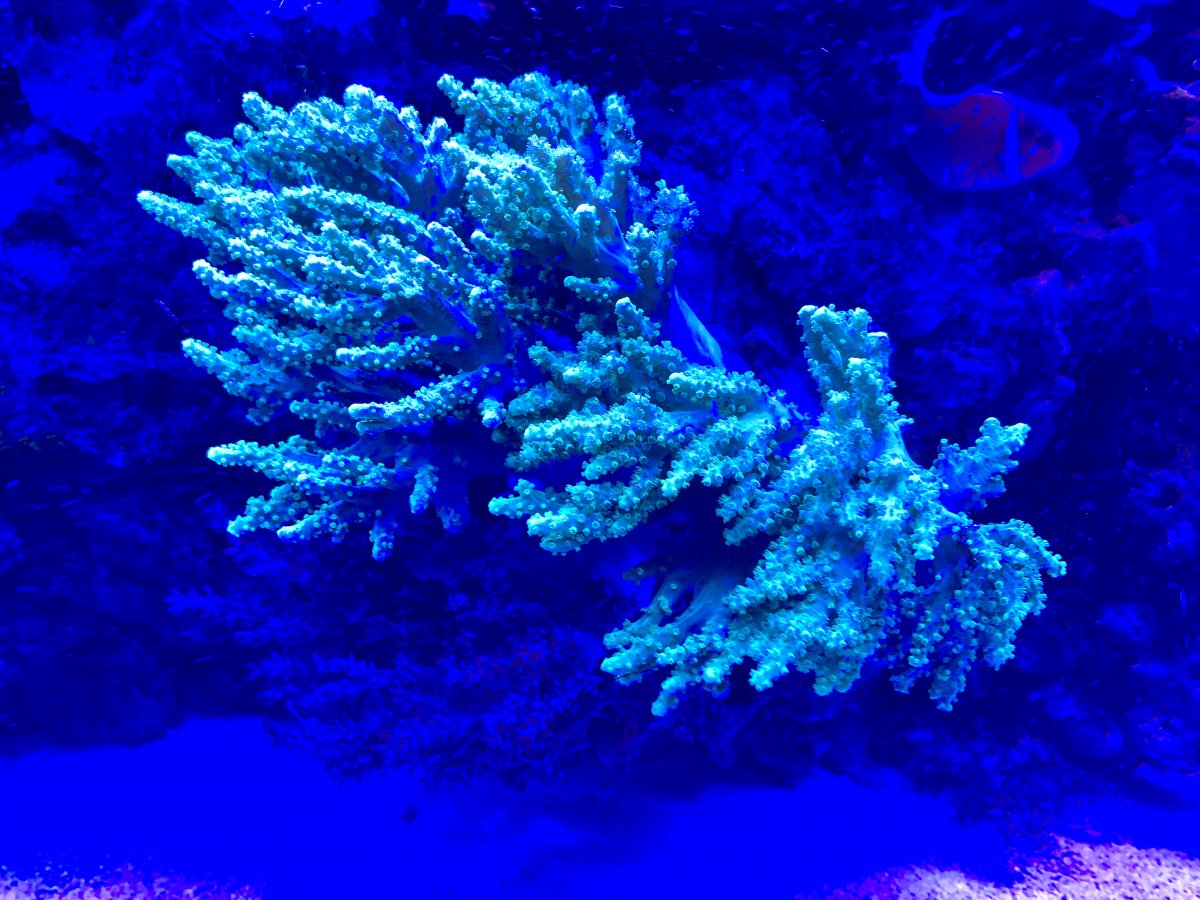 2E080BBB-404F-4872-A494-C2BBFB62C78C.jpeg
