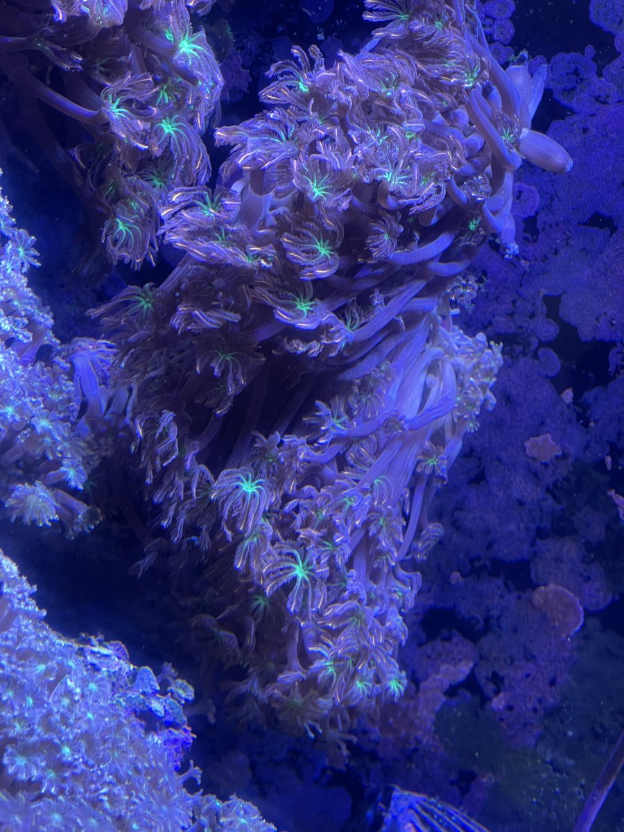 Firework clove rock - how much? | Reef2Reef